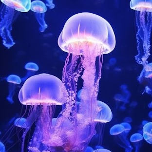 Jellyfish Wallpaper